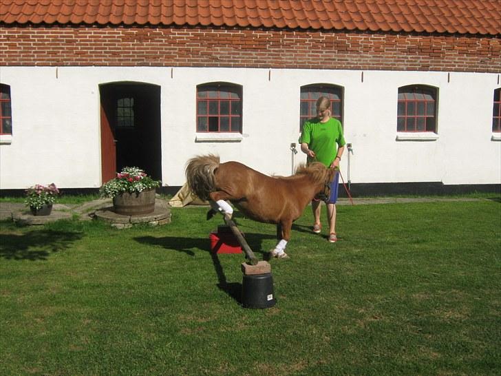 Shetlænder Brutti billede 18