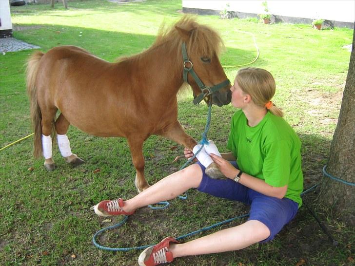 Shetlænder Brutti billede 19