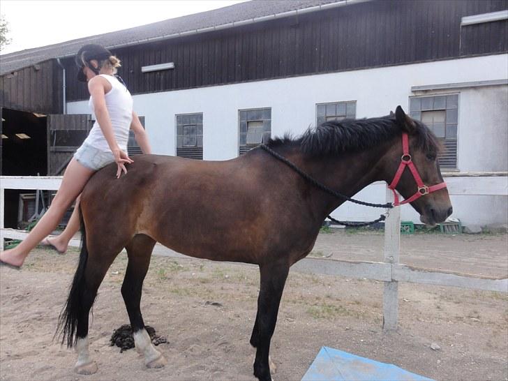 New Forest Margo<3 - en pony man kan gøre alt med;* billede 14