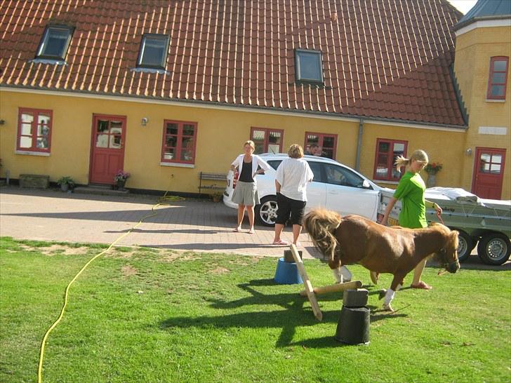 Shetlænder Brutti billede 20