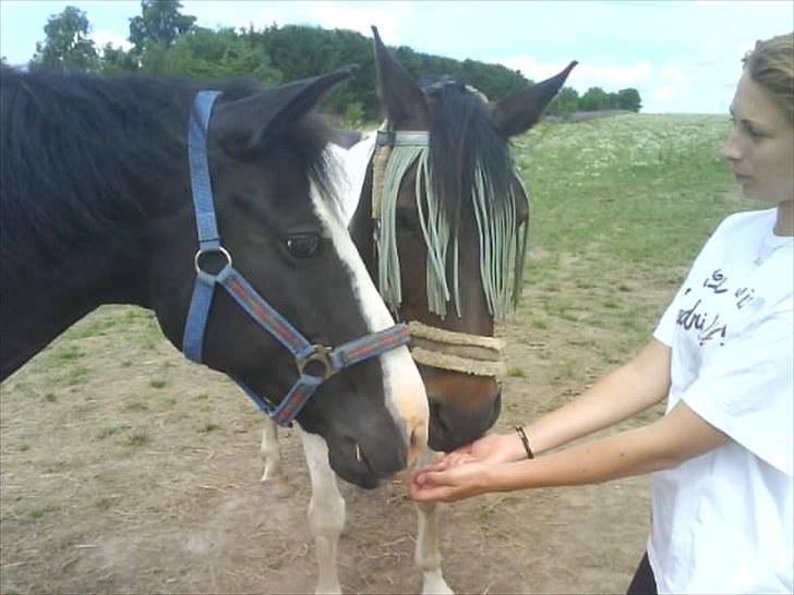 Anden særlig race Esther - Gamle part! :'( - Foto: Camilla billede 17