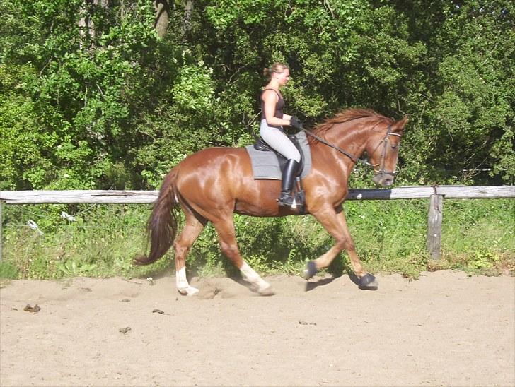 Dansk Varmblod Magic Future - Solgt billede 14