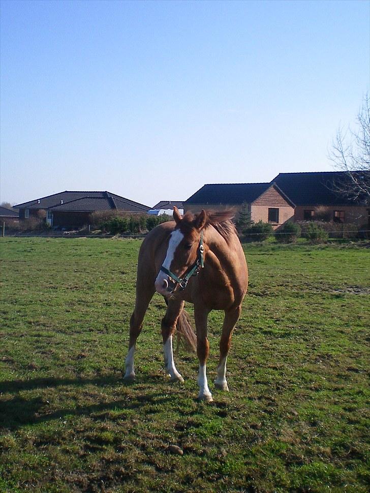 DSP ZIWAGO - på fold. billede 5