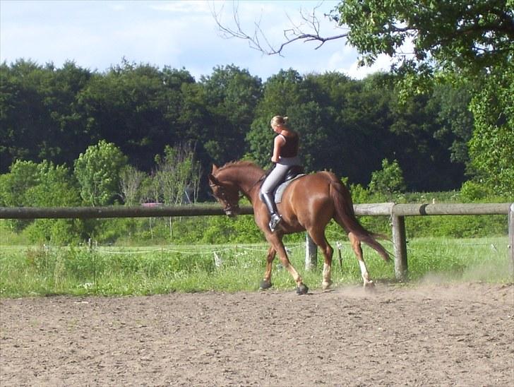 Dansk Varmblod Magic Future - Solgt billede 15