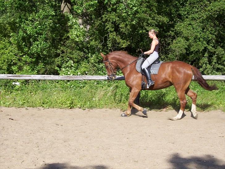 Dansk Varmblod Magic Future - Solgt billede 16