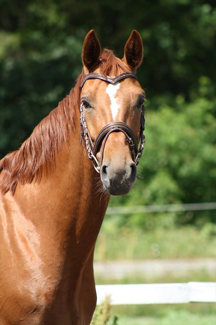 Hannoveraner Walther -  hentet hjem:-( - Lækre Walle den 06.07.2010 billede 2