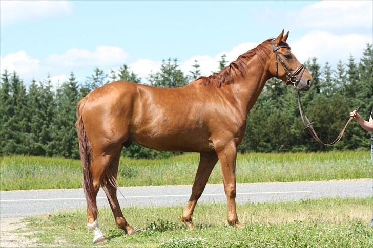 Hannoveraner Walther -  hentet hjem:-( - Fuld figur....også er den endda lækker :-) billede 3