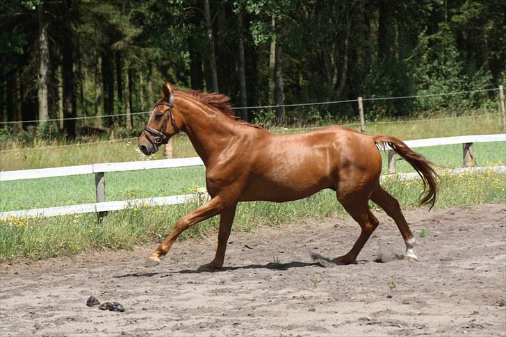 Hannoveraner Walther -  hentet hjem:-( - Fuld fart over feltet. Jeg er friiiii ;-) billede 5