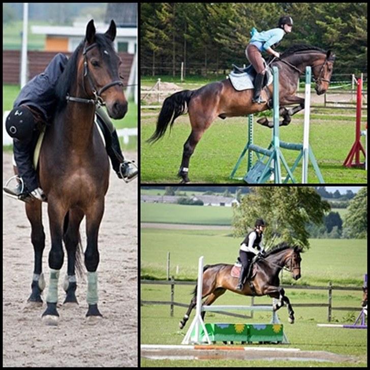 Anden særlig race Banko billede 16