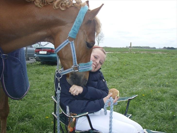 Welsh Pony af Cob-type (sec C) Westerhuis Jorik<3A pony!!! - Jorik er nysgerrig efter jeg lige har pakket min bolle ud af sølvpapiret billede 11