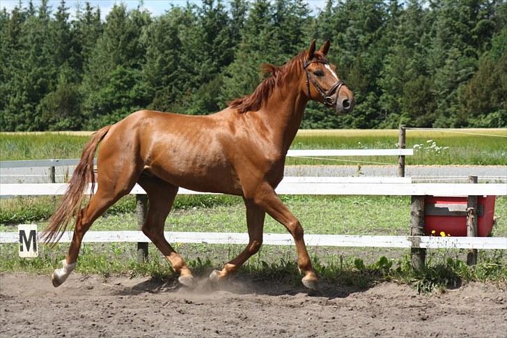 Hannoveraner Walther -  hentet hjem:-( - Så må der traves  billede 6