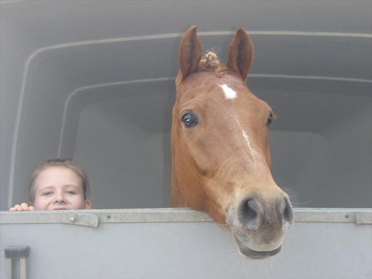 Welsh Pony af Cob-type (sec C) Westerhuis Jorik<3A pony!!! - vi nyder lige udsigten billede 14