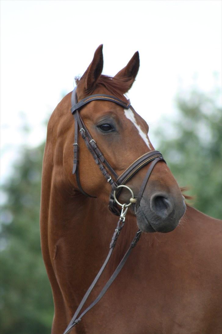 Hannoveraner Walther -  hentet hjem:-( - Er også fin i profil billede 7