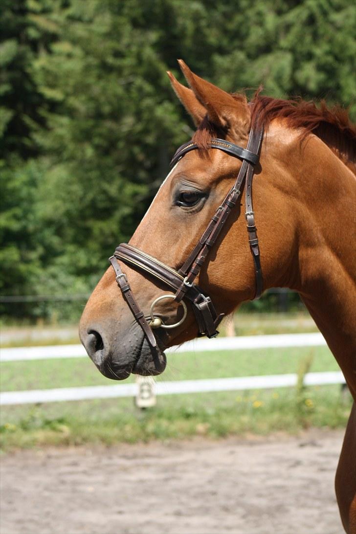 Hannoveraner Walther -  hentet hjem:-( - Tjek lige det herlige overbid...synes det er SÅ charmerende :-) billede 8
