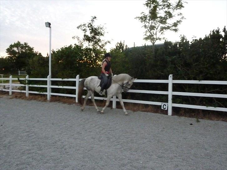 Anden særlig race Dezdeztina *låne Solgt* - Kamera var stillet på det forkerte så ikke så helt vildt god kvalitet billede 9