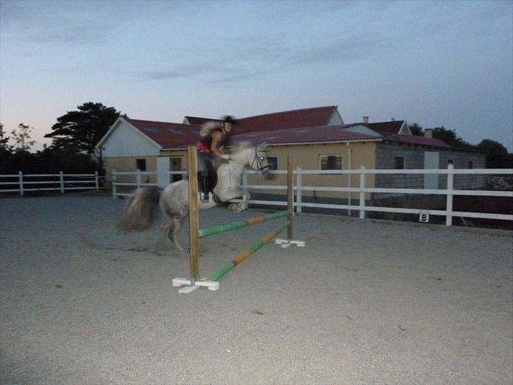 Anden særlig race Dezdeztina *låne Solgt* - spring billed ved godt det er lidt dårligt men så kan i se hun også kan springe ;) billede 12