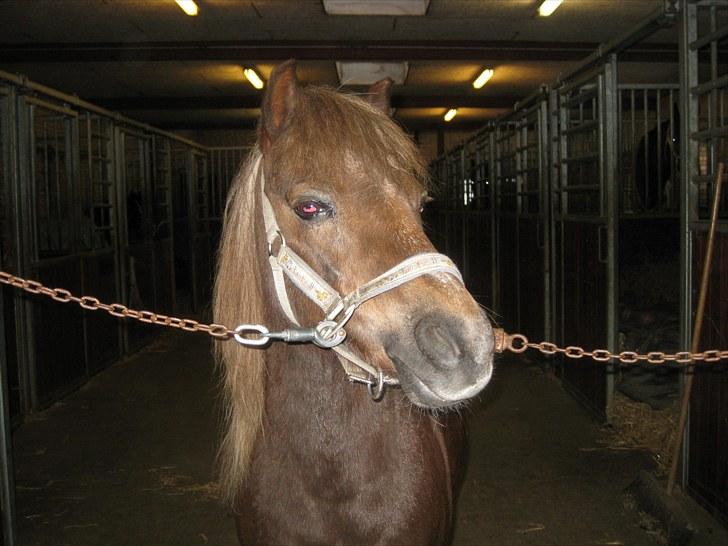 Anden særlig race lucas (himmelhest) - i vinters lulle stod på staldgangen billede 6