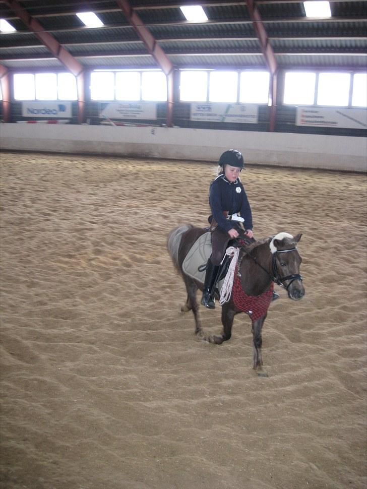 Anden særlig race lucas (himmelhest) - til fastelavnsstævne vi var så seje klædt ud :) billede 8