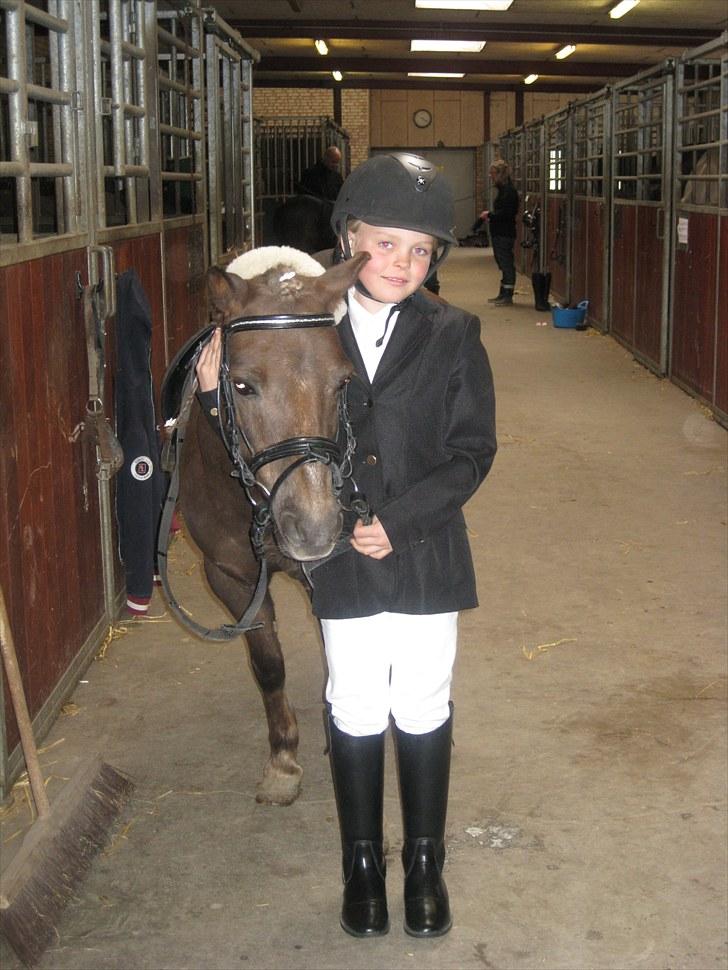 Anden særlig race lucas (himmelhest) - til stævne på hiri billede 9