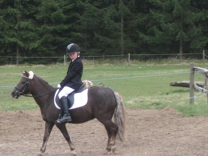 Anden særlig race lucas (himmelhest) - på opvarming billede 11