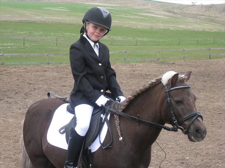 Anden særlig race lucas (himmelhest) - nuurr billede 13