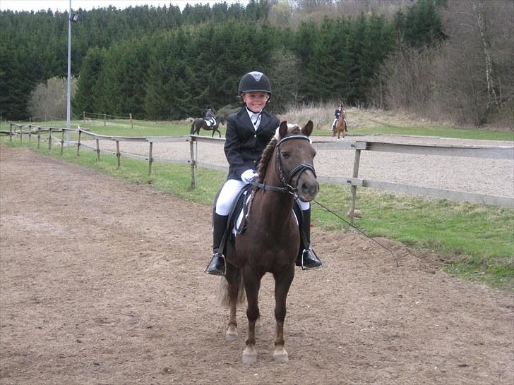 Anden særlig race lucas (himmelhest) billede 14