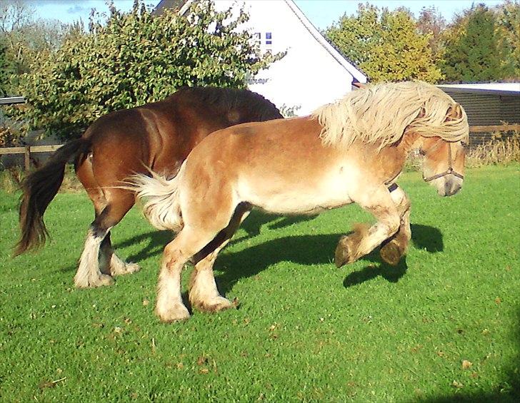 Belgier Dolly (Iris van Parkzicht Nyt hjem ;( - okt. 2010 billede 19