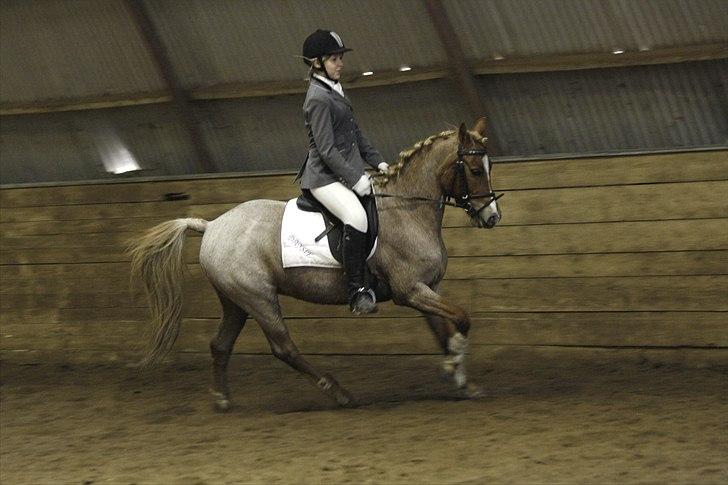 Welsh Pony (sec B) daysie *solgt* - stævne i pårup rideklub lc2 2plads billede 1