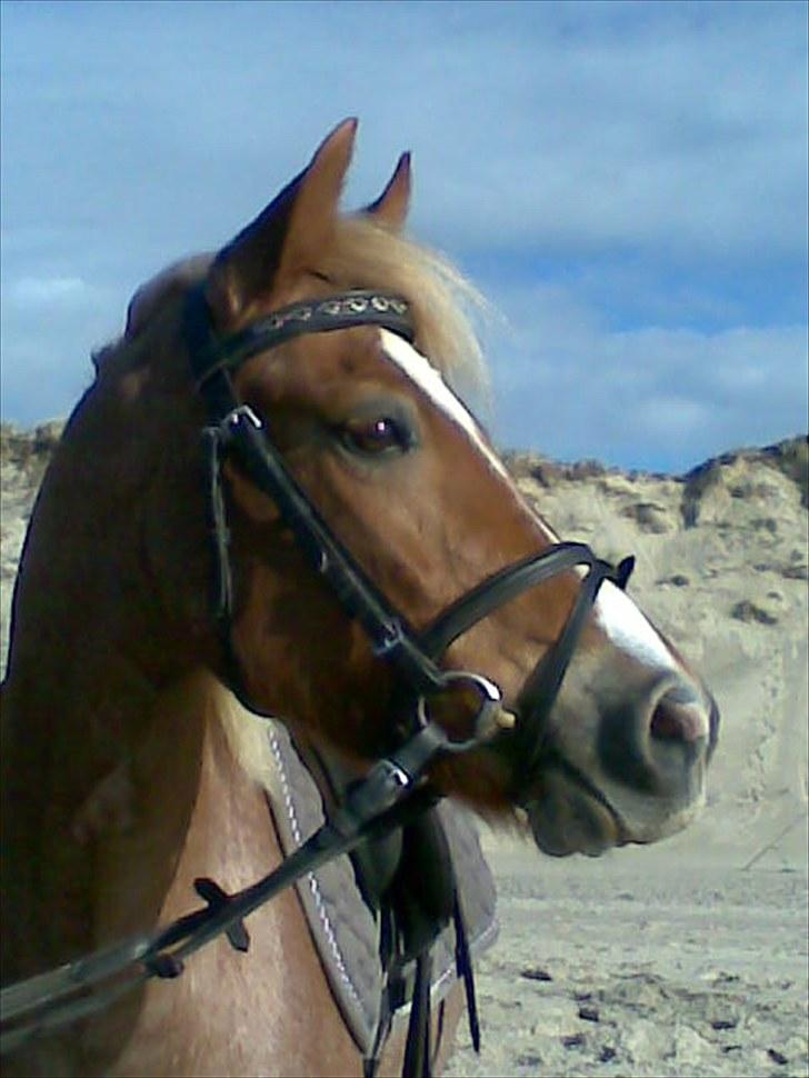 Welsh Pony (sec B) daysie *solgt* - daysie da vi var på tur til vesterhavet billede 2