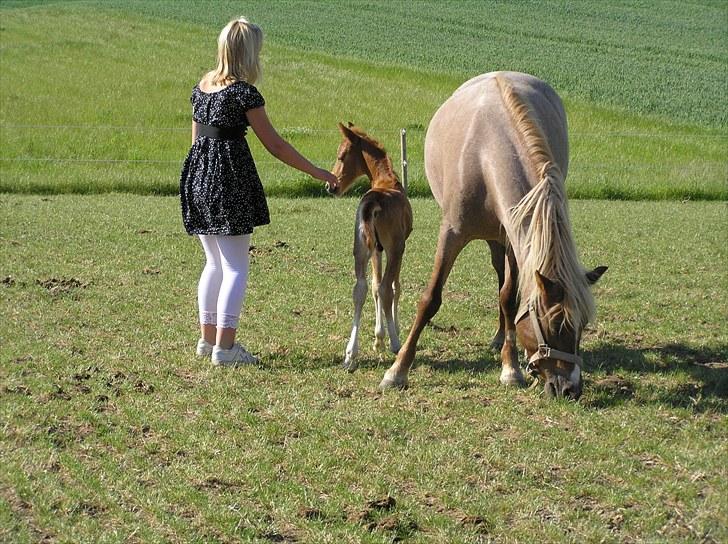 Welsh Pony (sec B) daysie *solgt* - daysie og lamirado da lambi kun var 2-3 dage gammel billede 3