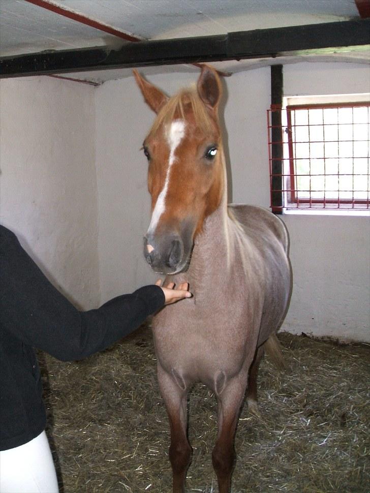 Welsh Pony (sec B) daysie *solgt* - stævne billede 4