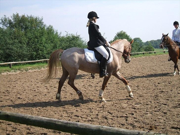 Welsh Pony (sec B) daysie *solgt* - stævne billede 5