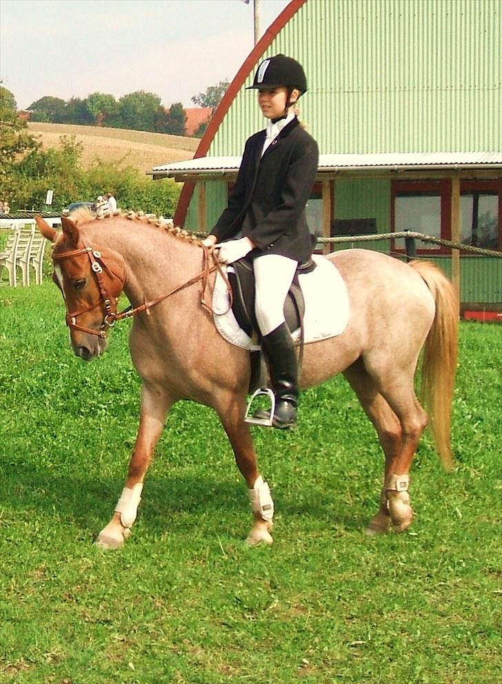 Welsh Pony (sec B) daysie *solgt* - stævne billede 6