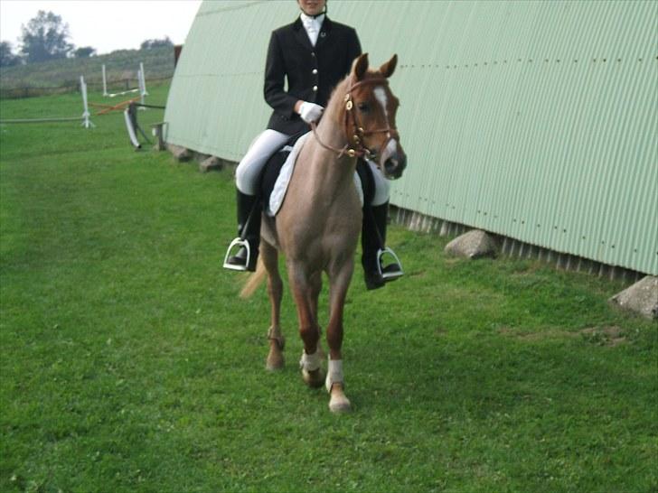 Welsh Pony (sec B) daysie *solgt* - stævne billede 7