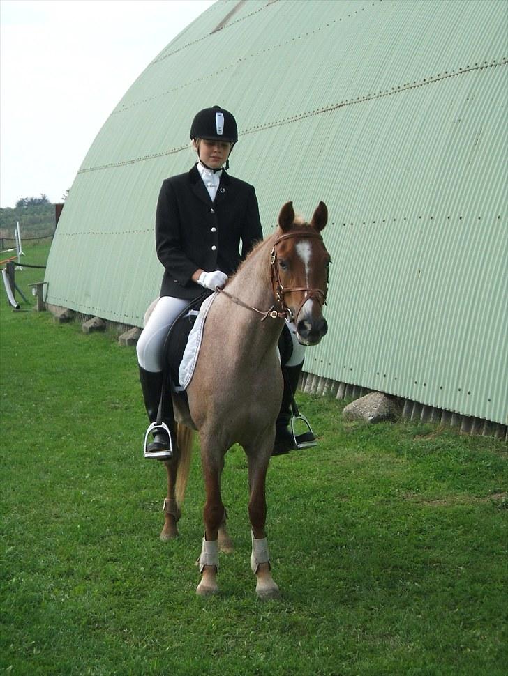 Welsh Pony (sec B) daysie *solgt* - stævne billede 8