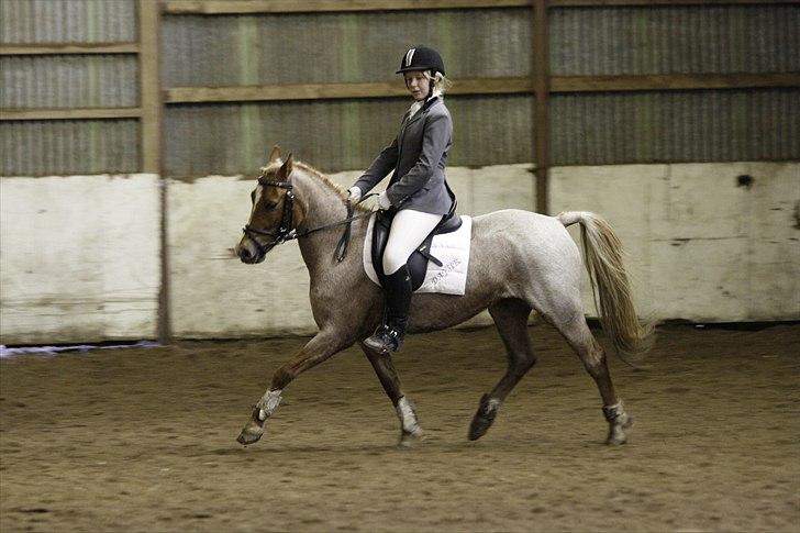 Welsh Pony (sec B) daysie *solgt* - lc2 fik en 2plads billede 9