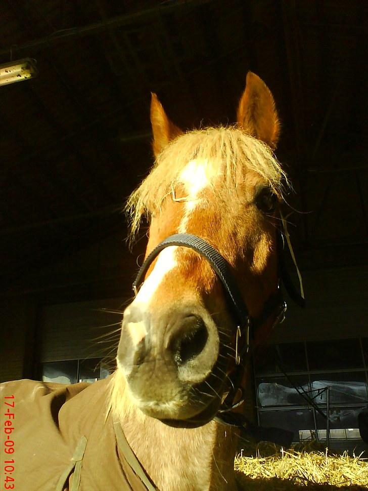 Welsh Pony (sec B) daysie *solgt* - daysie i vores hjemmelavede boks billede 10