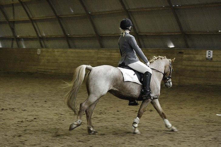 Welsh Pony (sec B) daysie *solgt* - daysie i pårup rideklub billede 11