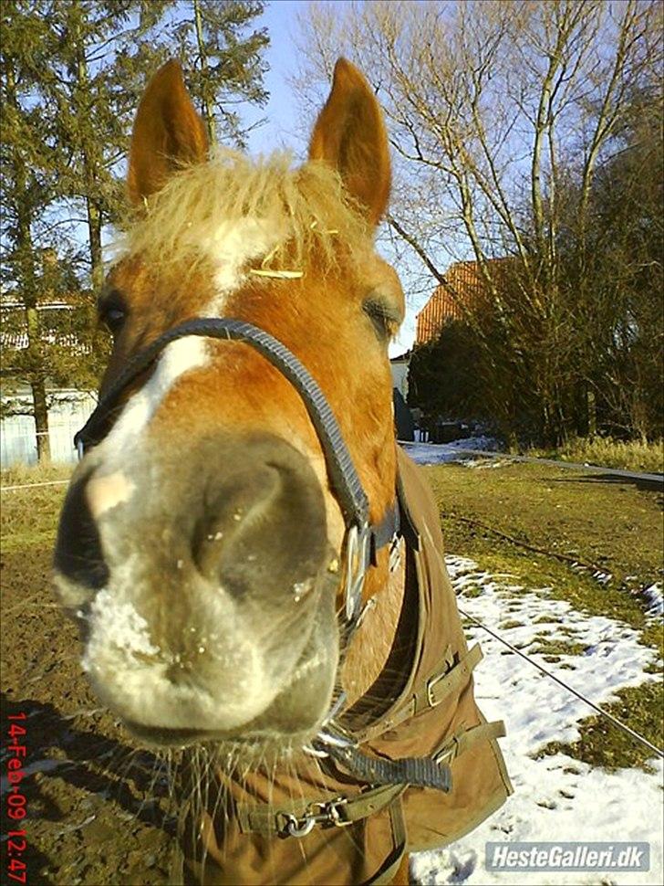 Welsh Pony (sec B) daysie *solgt* - daysie i den kolde vinter billede 12
