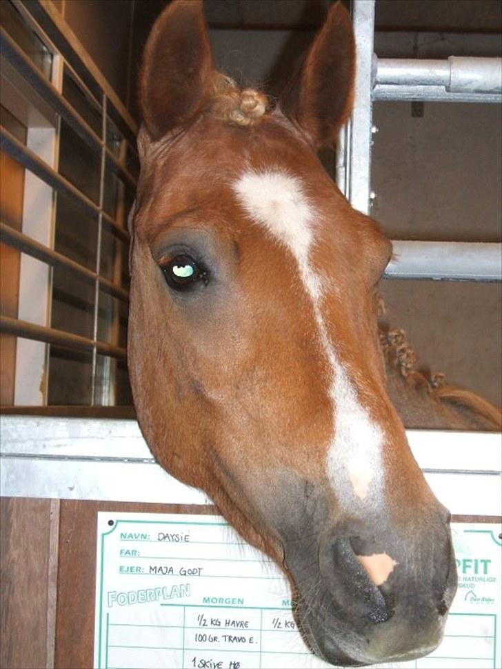 Welsh Pony (sec B) daysie *solgt* billede 13