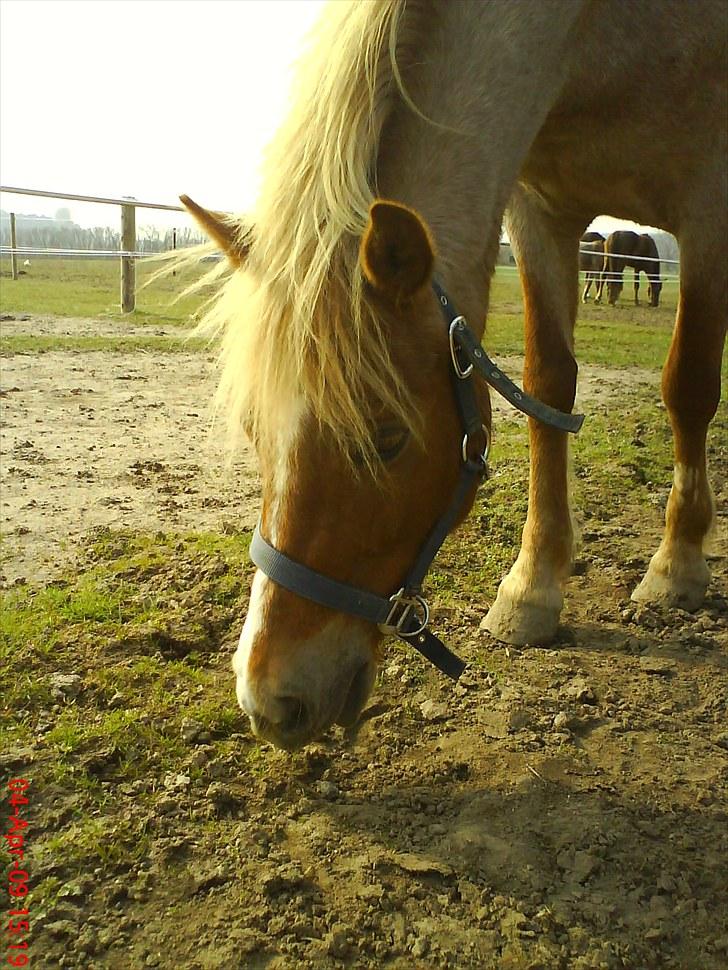 Welsh Pony (sec B) daysie *solgt* billede 14