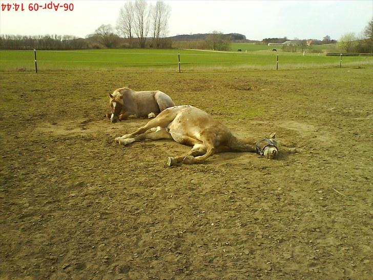 Welsh Pony (sec B) daysie *solgt* - daysie og tarzan tar sig en lille lur i sommer varmen billede 15