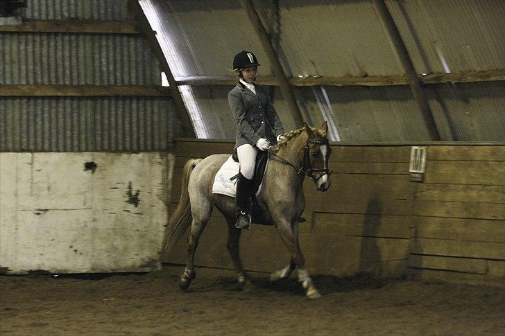 Welsh Pony (sec B) daysie *solgt* billede 16