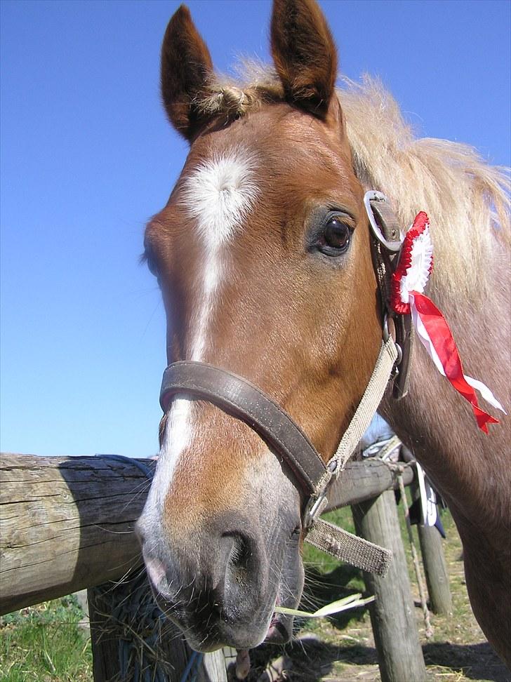 Welsh Pony (sec B) daysie *solgt* billede 17