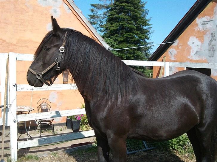 Anden særlig race Amaya #SOLGT# billede 4