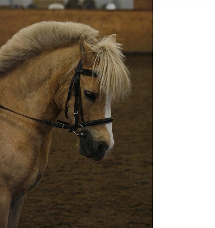 Palomino kosmo  - Gode venner er som stjerner. Man kan ikke altid se dem, men man ved de altid er der<3 billede 14