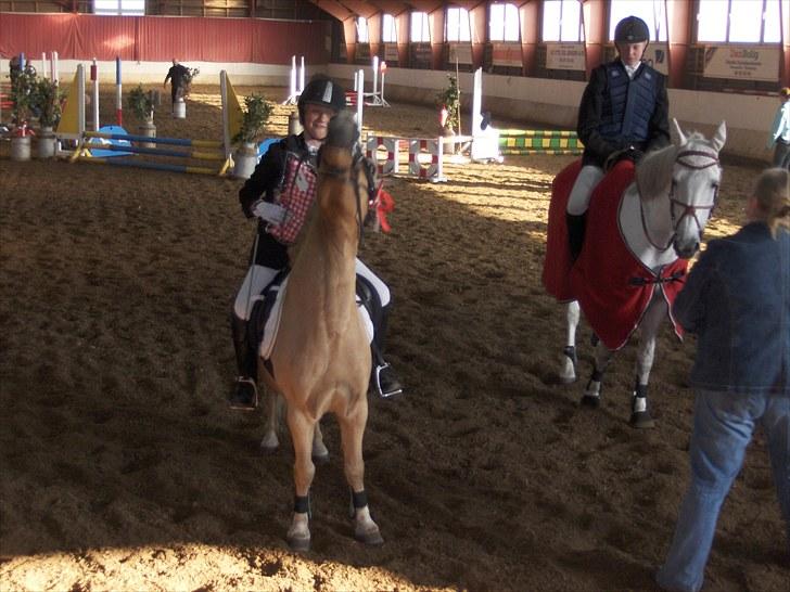 Palomino kosmo  - hvis månen fladte ned ville stjerne også falde<3:-* billede 16