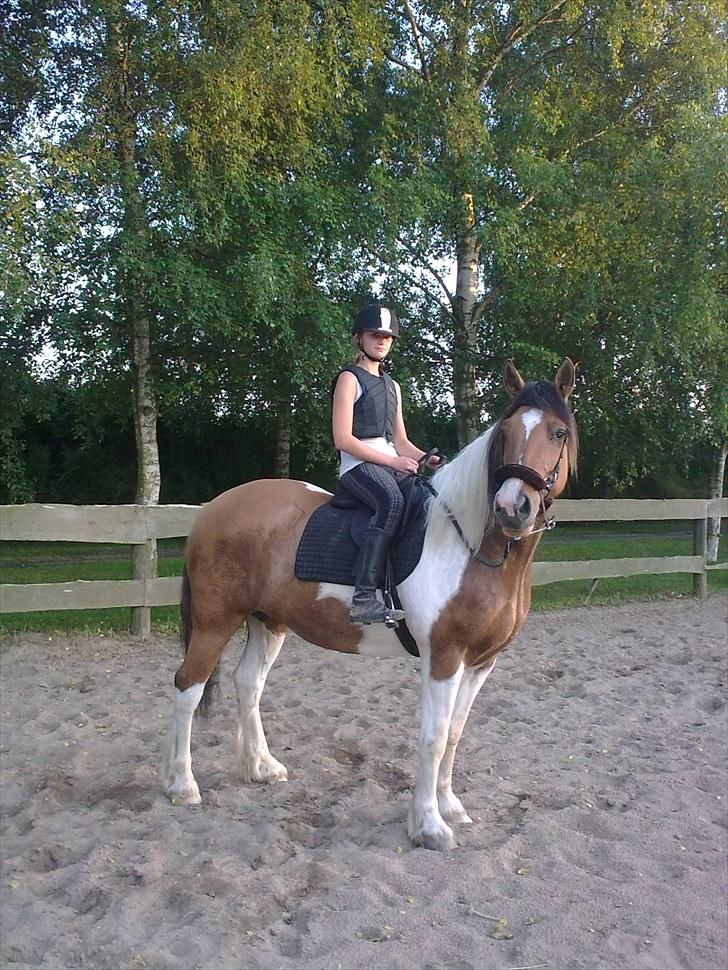 Irish Cob Crossbreed Bambie blue - velkommen til Bambie blue's profil <3 læg gerne en kommentar + bedømmelse?  billede 1