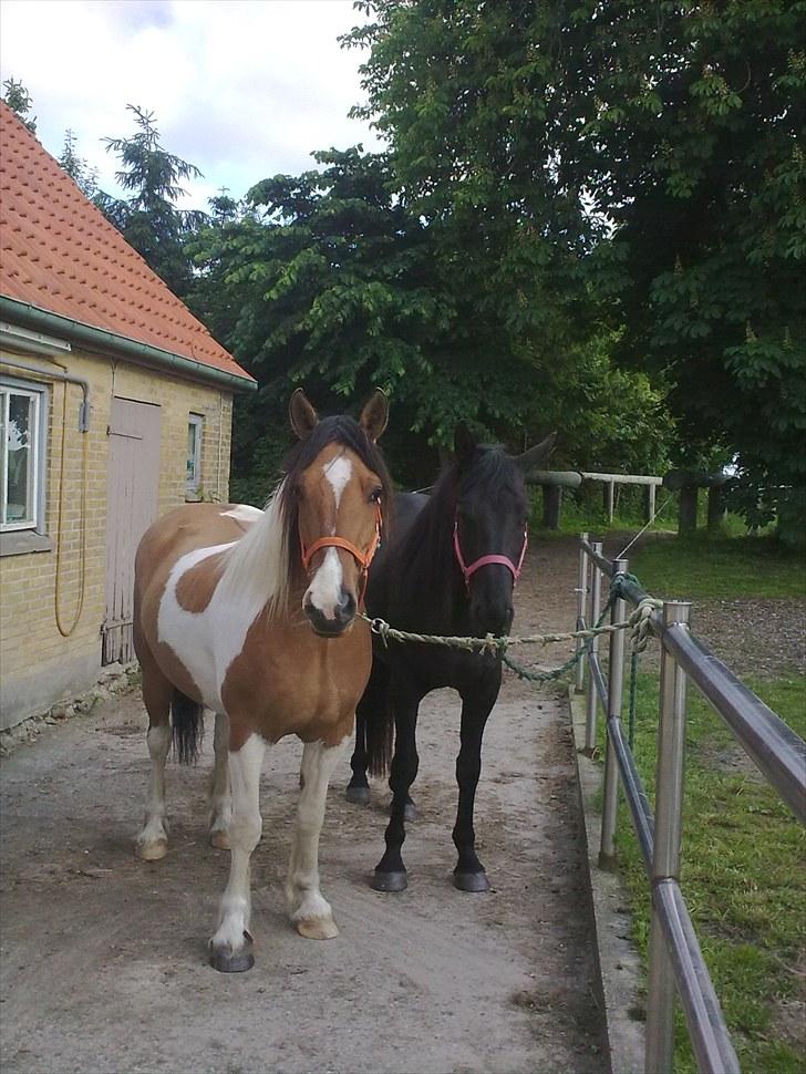 Irish Cob Crossbreed Bambie blue - bambie og sorte :o) billede 2