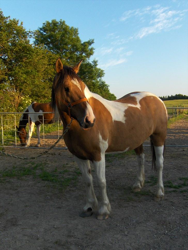 Irish Cob Crossbreed Bambie blue billede 3